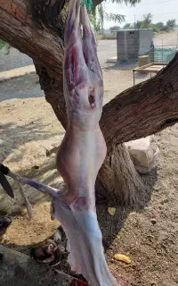 ذبح کهره گاو