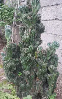 گل صخره ایی
