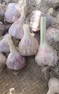سیر ارگانیک بشاگرد