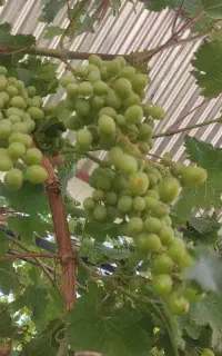 آبغوره