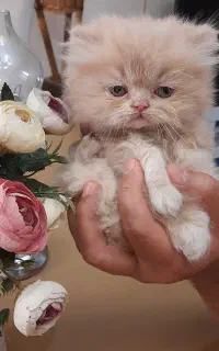 پرشین های زیبا وشیطون