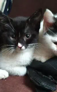 واگذاری ۳ گربه نر و یک ماده