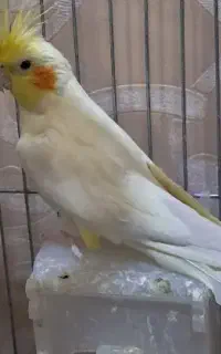 عروس هلندی ماده