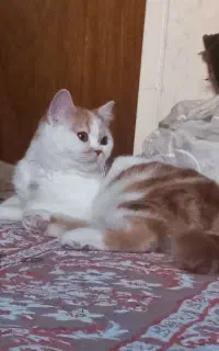 گربه بازیگوش