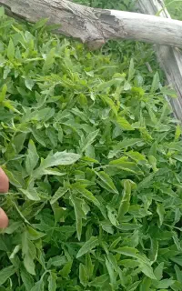 تولکی گوجه وفلفل