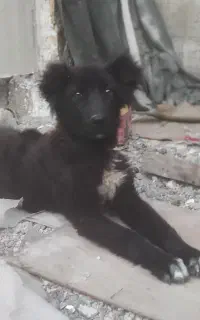 سگ قدر جونی