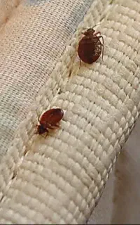 سمپاشی کلیه حشرات سم پاشی سوسک ساس کنه موریانه