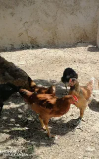 نیمچه خروس محلی دورگ