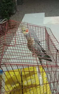 عروس هلندی