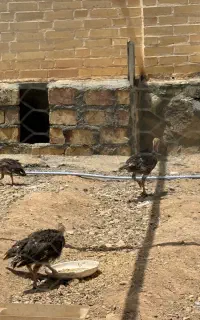 بوقلمون۳ونیم ماهه