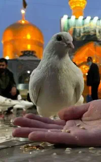 باسلام کاروان زیارتی کربلا