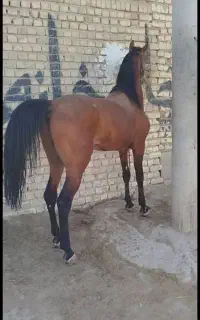 فروش اسب کرد
