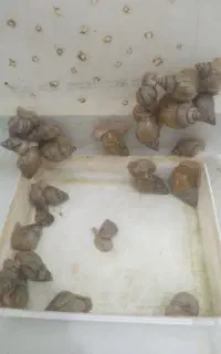 تعدادی حلزون