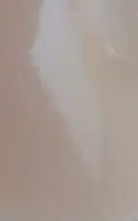 شیر گاو