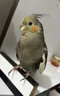 عروس هلندی گمشده