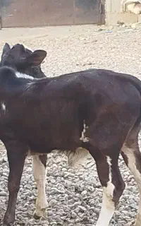 گاو یا گوساله ماده چالوسی