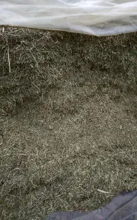 کاه یونجه درجه یک