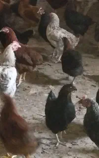 مرغ تخم گزار