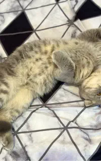 گربه نر (جفت گیری)