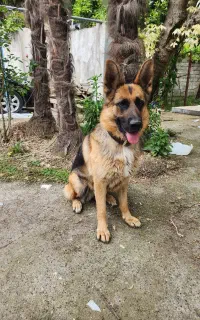 سگ ژرمن اصیل