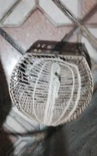 قفس