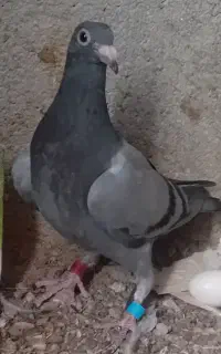 ۹کفتر فروشی
