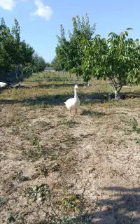 دوعددغاز نر و ماده