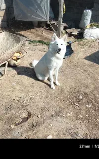 یک‌عددسگ‌نژادگرگی‌دست‌اموز