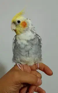 عروس هلندی نر سخنگو