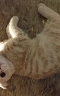 گربه اسکاتیش فولد نسکافه ایی