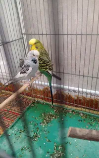 یک جفت مرغ عشق انگلیسی