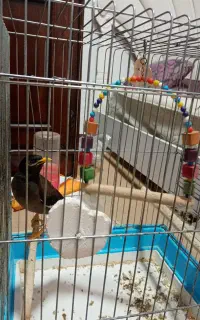 مرغ مینا سخن گو
