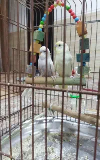 مرغ عشق خوب