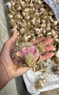 سیر درجه یک درشت