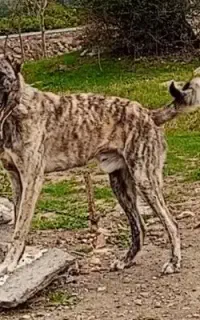 توله افغاننگهبان گله ای
