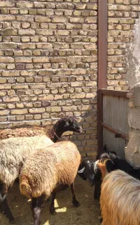 میش آبستن جوان جفتی ۶۲ میلیون