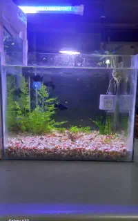 اکواریوم تزئینی کوچیک