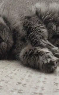 گربه نر برای جفت گیری