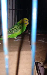 مرغ عشق