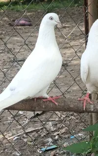 کبوتر جفتگاه