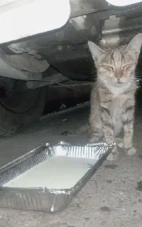 بچه گربه