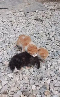 واگذاری بچه گربه