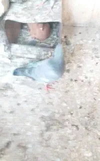 جوجه سرک