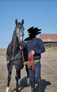 اسب ترکمن کورسی با شجره قوی