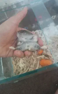 همستر دوتا ماده قیمت ۵۰۰