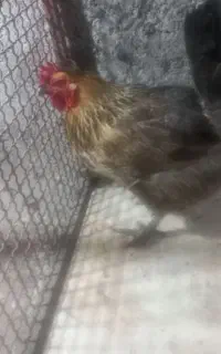 مرغ تخم گذار