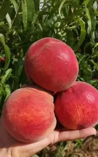 فروش نهال انار بیدانه قرمز