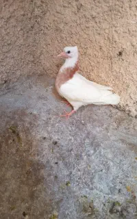 قالب فلزی