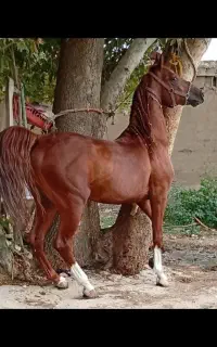 اسب نریان چاپاری روزگاری