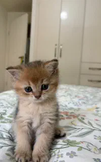 بیریتیش اسکاتیش